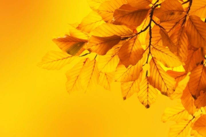 Yellow Leaves on Bright Yellow Background