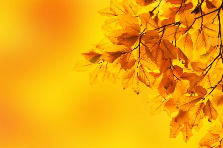 Yellow Leaves on Bright Yellow Background